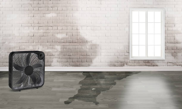 Best Carpet water damage restoration  in Fern Prairie, WA